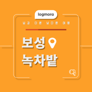 보성 녹차밭